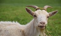 Daur Hidup Kambing: Pendidikan Hewan Ternak Lengkap