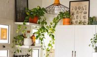 Bikin Suasana Ruang Dapur Makin Segar dengan 10 Tanaman Hias Ini
