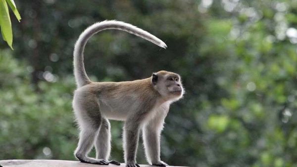 Siasat Petani dan BKSDA Jaga Kelangsungan Hidup Monyet Ekor Panjang di Suaka Margasatwa Paliyan