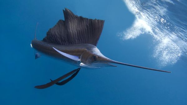 Bukan Ikan Layaran, Inilah Ikan Tercepat di Dunia