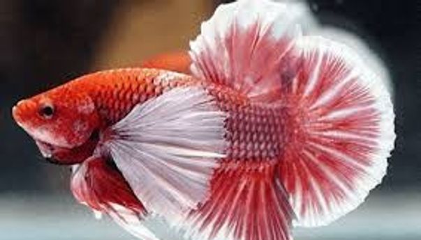 Cara Merawat Ikan Cupang Agar Warnanya Bagus dan Tidak Rusak