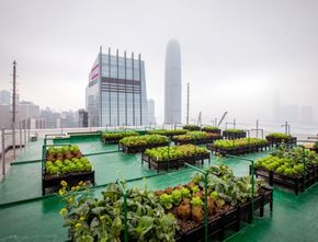 Urban Farming Solusi Pertanian Modern Atau Peluang Bisnis Baru?