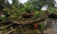Ibu dan Anak di Bengkulu Meninggal Dunia Tertimpa Pohon Tumbang karena Angin Kencang