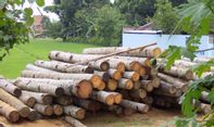 Pahami Manfaat Pohon Kelapa dari Akar Hingga Rantingnya