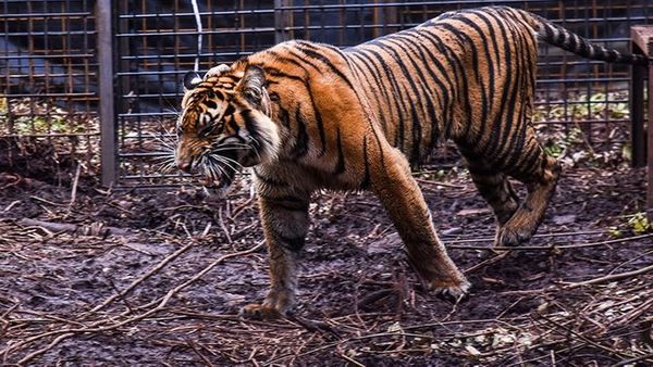 KLHK Sidak 18 Orang Terkait Kasus Pembalakan Liar di Sumsel yang Mengancam Kepunahan Harimau Sumatera
