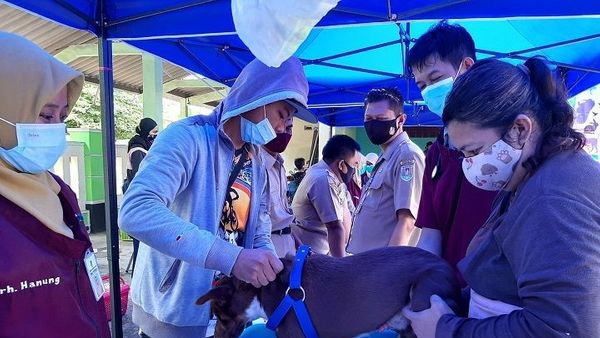 Terbaru: Antisipasi Wabah Rabies di Cilacap, PDHI Lakukan Vaksin Massal
