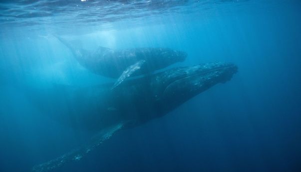 Pandemi Membuat Polusi Suara di Laut Berkurang Drastis, Ilmuwan Temukan Hal Ini di Lautan