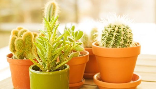 Tidak Hanya Mempercantik Ruangan, 5 Tanaman Ini Juga Bisa Hilangkan Stres