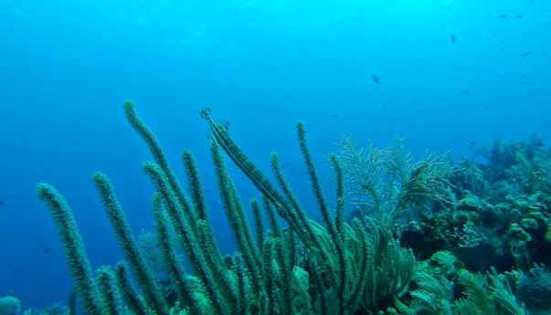 Menilik Penghuni Laut Celukan Bawang