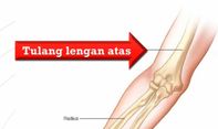 Belajar Biologi! Bagian dan Fungsi Tulang Lengan Atas Manusia