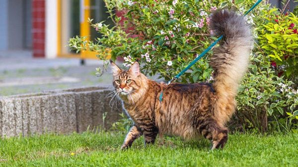 Memahami Bahasa Tubuh Kucing Melalui 9 Macam Gerakan Ekornya