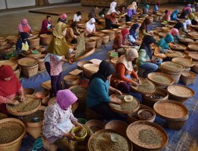 Pasar Kopi Indonesia di Luar Negeri Meningkat, Izin Ekspor Kopi Disederhanakan