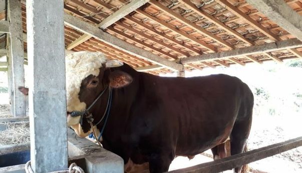 Berita Jogja: Sapi Kurban Jokowi Dibeli dari Warga Bantul, Bobot Hampir 1000 Kg