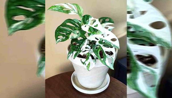 Kenapa Harga Janda Bolong Sangat Mahal? Begini Penjelasannya