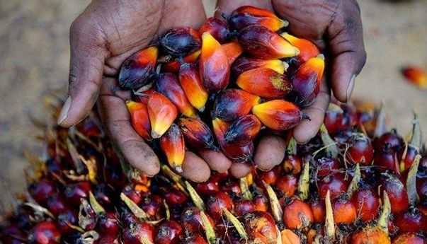 Nggak Tahan Banting, Harga Minyak Sawit Akhirnya Ambles