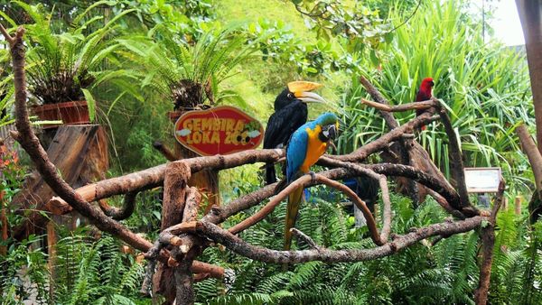 Berita Jogja Terkini: Kebun Binatang Gembira Loka Kembali Buka Juli Ini