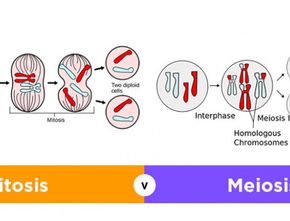 Penjelasan Lengkap Perbedaan Mitosis dan Meiosis