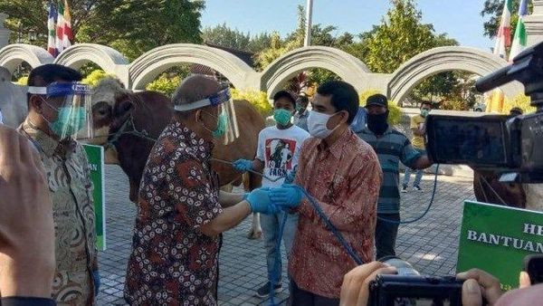 Berita Terbaru di Jogja: Sapi Kurban Joko Widodo Diserahkan ke Kabupaten Kulon Progo