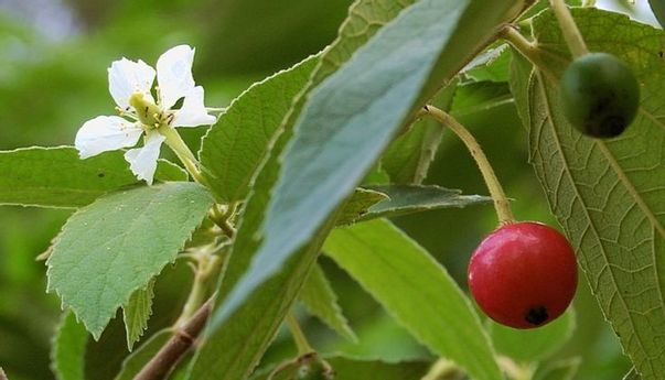 5 Manfaat Daun Kersen untuk Kesehatan yang Jarang Diketahui