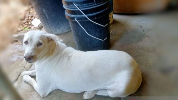 Pemkab Kupang Imbau Warga Ikat Anjing Peliharaan usai Munculnya Kasus Rabies di TTS