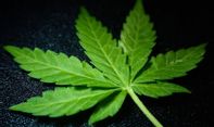 Penelitian Awal di Kanada Menemukan Ekstrak Ganja Resisten terhadap Covid-19