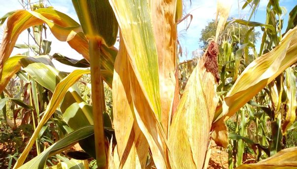 Panen Jagung Warga Pusat Kota Jogja, Bagaimana Caranya?