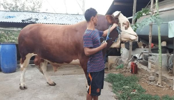 Berita Jateng: Sapi Jumbo Rp 75 Juta di Magelang Langganan Juara di Kompetisi Ternak