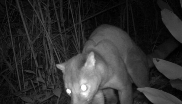 Misteri Pembunuh Ternak Di Tapanuli Mulai Menemukan Titik Terang