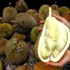Durian Indonesia Siap Tembus Pasar China Setelah Kesepakatan Ekspor Baru