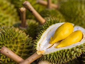 Terungkap! Manfaat Durian Bagi Ibu yang Sedang Menyusui