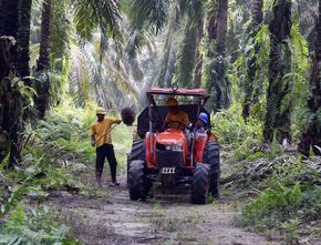 Mengejutkan! Label Ini Mengancam Produksi Minyak Kelapa Sawit di Indonesia
