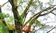 Rumah Pohon di Curug Ciherang, Wisata Bogor yang Indah Banget