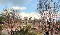 Menikmati Suasana Negeri Sakura di Deretan Wisata Jogja ala Jepang