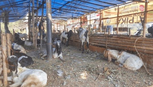 Berita Jateng: Disnak Keswan Jawa Tengah Batasi Kapasitas Potong Hewan Kurban 50 Ekor Per RPH