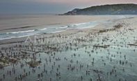 559 Polisi Amankan Tradisi Bau Nyale di Pantai Seger Lombok Tengah