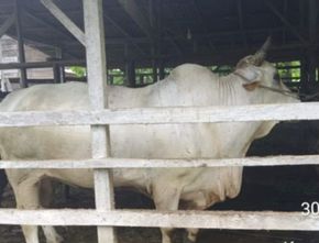 Presiden Prabowo Beli Sapi Peternak di Pariaman Seharga Rp75 Juta untuk Kurban, Beratnya Hampir Satu Ton