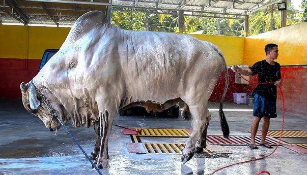 Berita Jateng: Sapi Terberat di Indonesia Ada di Purworejo