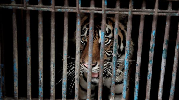 Ragunan Padahal Dilockdown, Sumber Covid-19 yang Menyerang Tino dan Hari Masih Jadi Misteri