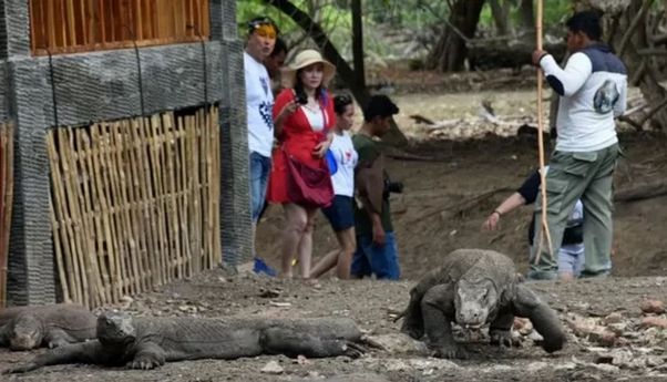 Taman Nasional Komodo NTT Bakal Ditutup Berkala 1 Hari dalam Seminggu