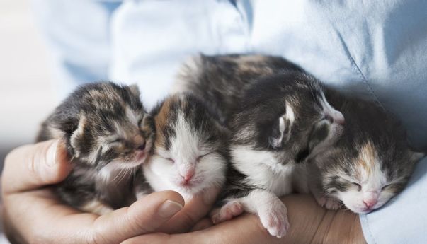 Jangan Asal, Seperti Ini Cara Merawat Anak Kucing yang Baru Lahir