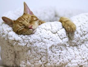 Tidur Hingga 15 Jam Sehari, Apakah Kucing Juga Bermimpi?