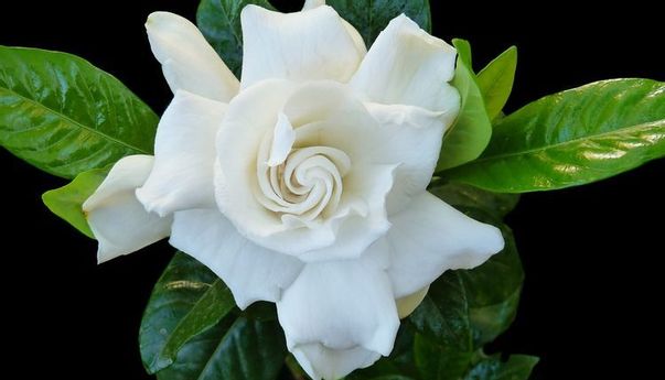 Tak hanya Indah, Ternyata Bunga Kacapiring Juga Miliki Ragam Manfaat untuk Kesehatan