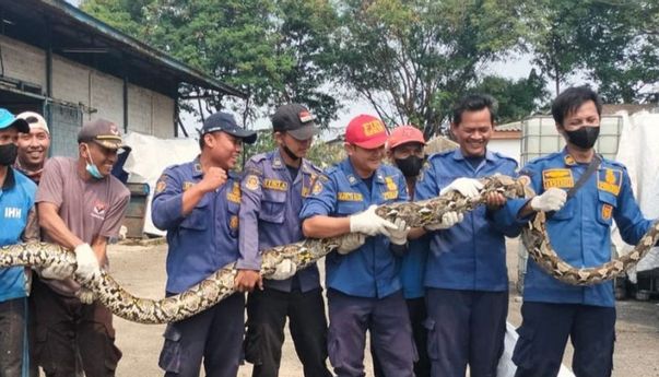 Karyawan Pabrik Dihebohkan oleh Ular Piton Sepanjang 5 Meter, Petugas BPBD Gercep Evakuasi