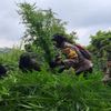 Polisi Temukan Lagi Ladang Ganja di Lereng Semeru, Terakhir 4.388 Pohon