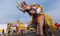Diduga Kelaparan, Gajah Ini Dobrak Dapur Rumah Warga Hingga Jebol