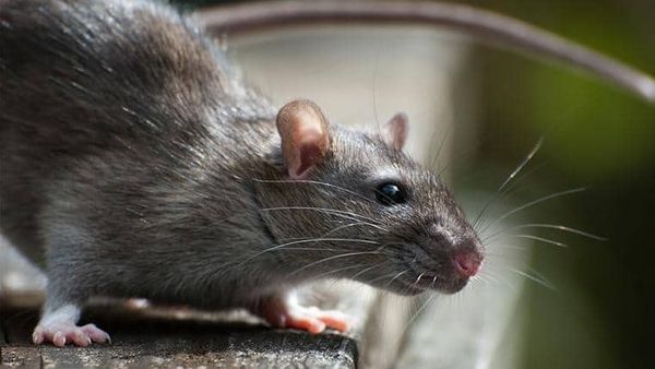 Jawaban Kenapa Banyak Tikus Berkeliaran di Kota Besar saat Karantina Covid-19