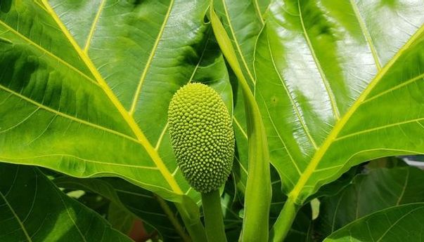 Obat Herbal Alami! Inilah 4 Manfaat Daun Sukun untuk Tubuh yang Jarang Diketahui