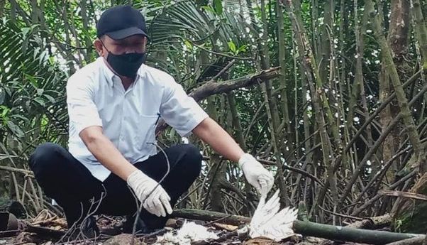 Terkuak, ini Dugaan Awal Kematian Massal Burung Kuntul di Hutan Mangrove Baros