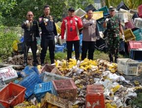 Karantina Riau Musnahkan Puluhan Ton Mangga Ilegal Asal Thailand
