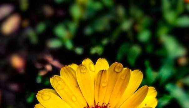 4 Tanaman Ini Tidak Hanya Indah tapi Juga Bisa Hilangkan Stres